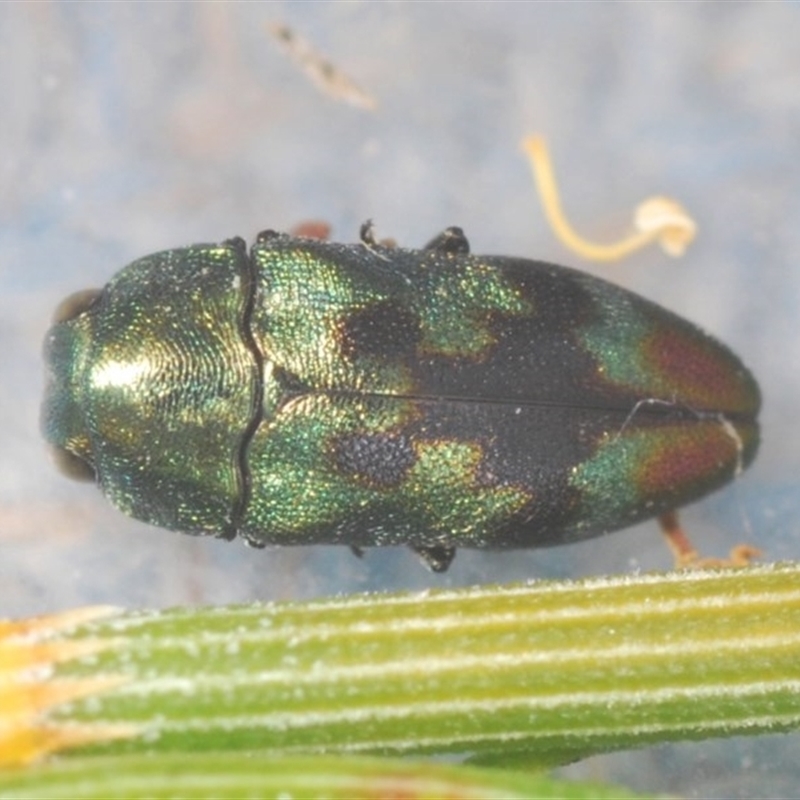 Diphucrania aurocyanea