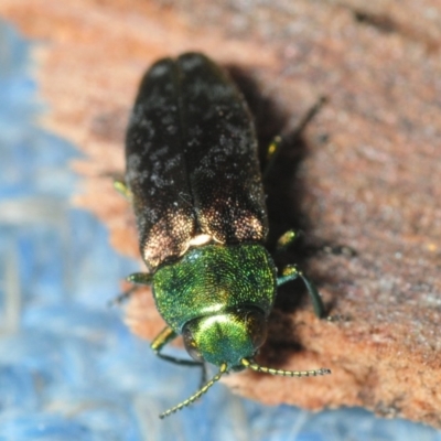 Diphucrania cupripennis