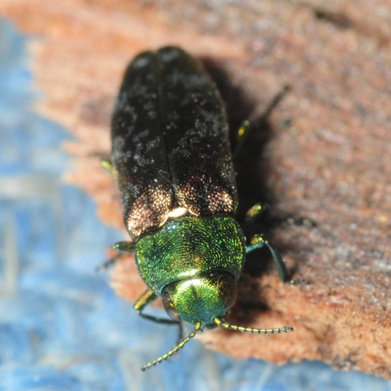 Diphucrania cupripennis