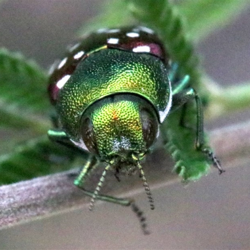 Diphucrania leucosticta