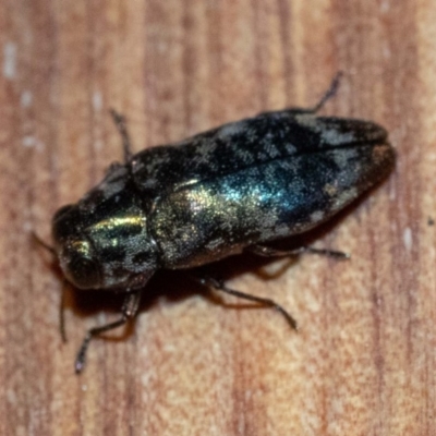 Diphucrania sp. (genus)