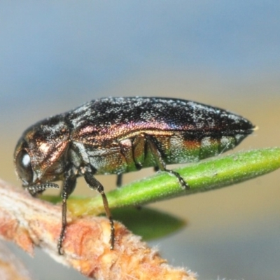 Diphucrania sp. (genus)