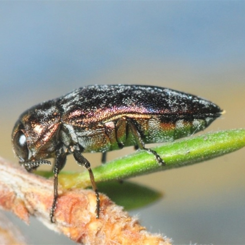 Diphucrania sp. (genus)