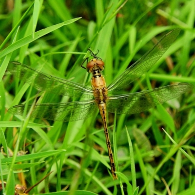 Diplacodes bipunctata