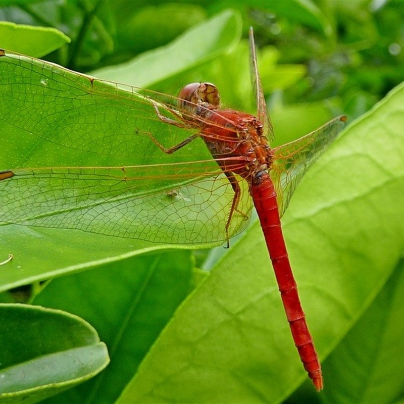 Diplacodes haematodes