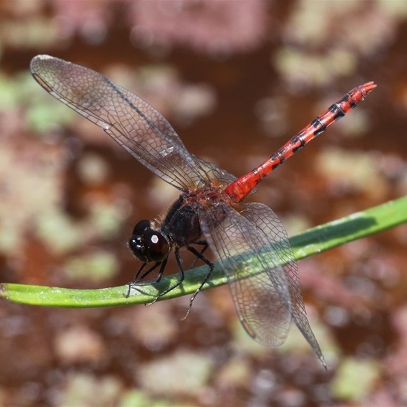 Diplacodes melanopsis