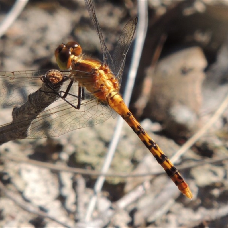 Diplacodes melanopsis