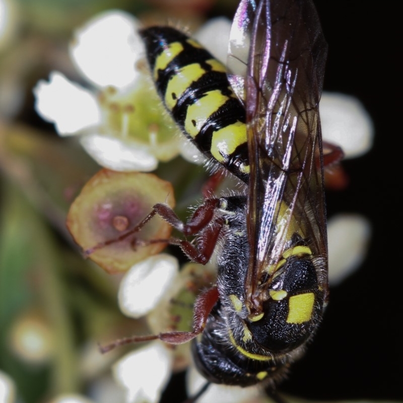 Agriomyia sp. (genus)