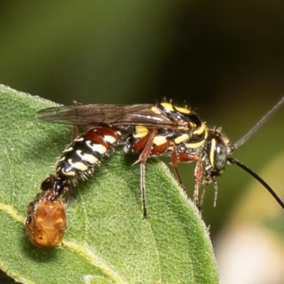 Agriomyia sp. (genus)