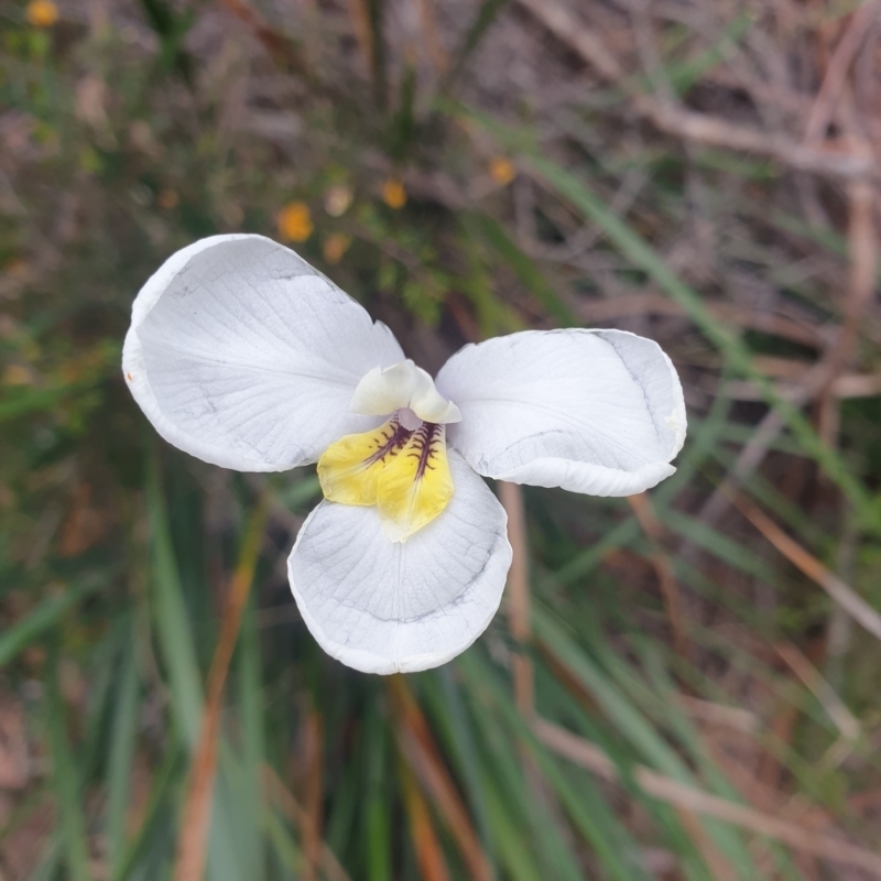 Diplarrena moraea