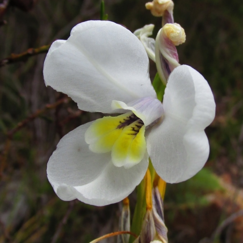 Diplarrena moraea