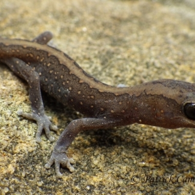 Diplodactylus vittatus