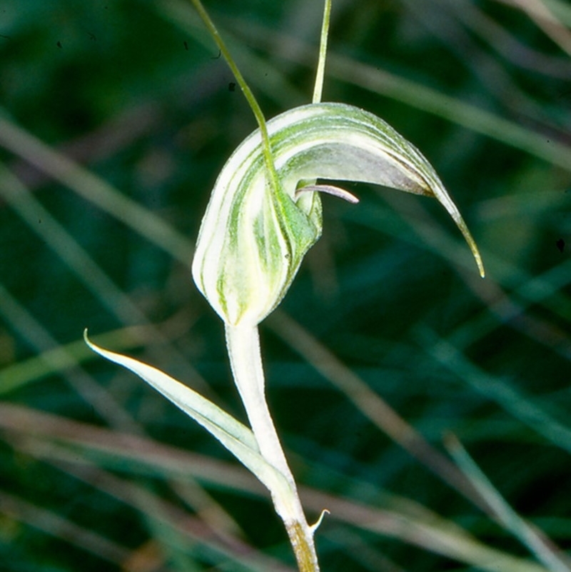 Diplodium aestivum