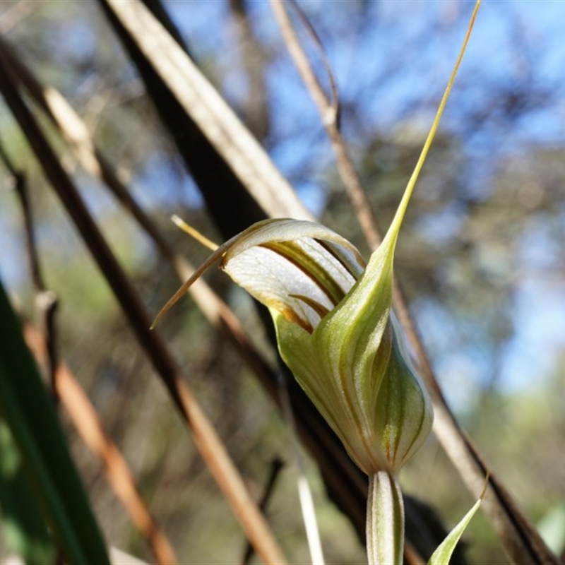 Diplodium ampliatum