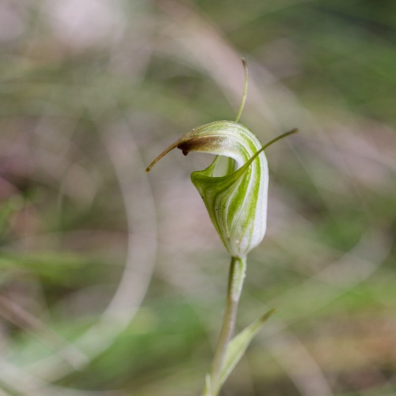 Diplodium atrans