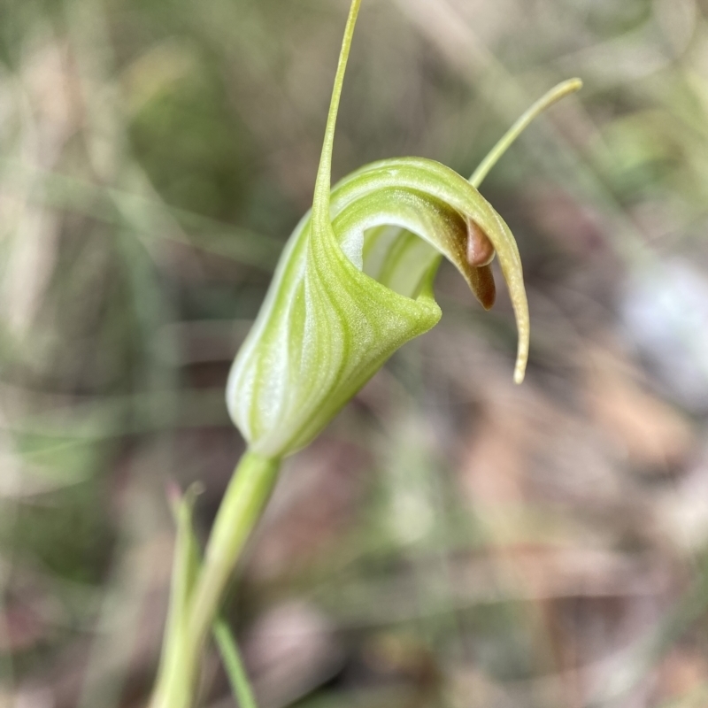 Diplodium atrans