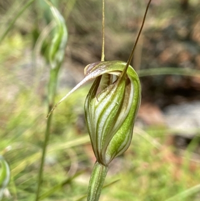 Diplodium fischii