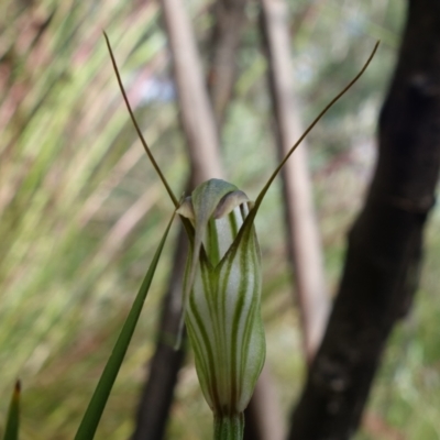 Diplodium fischii