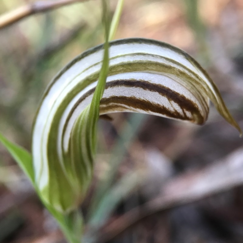 Diplodium truncatum