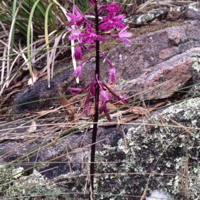 Dipodium punctatum