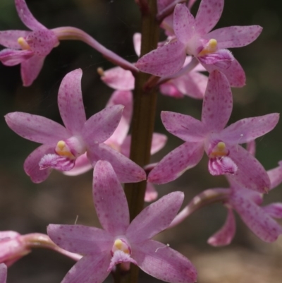 Dipodium roseum