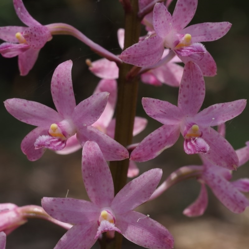 Dipodium roseum