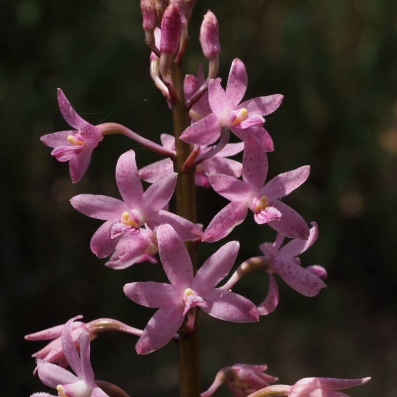 Dipodium roseum