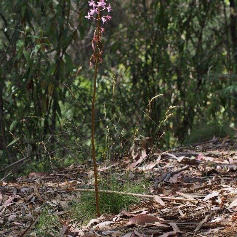 Dipodium roseum