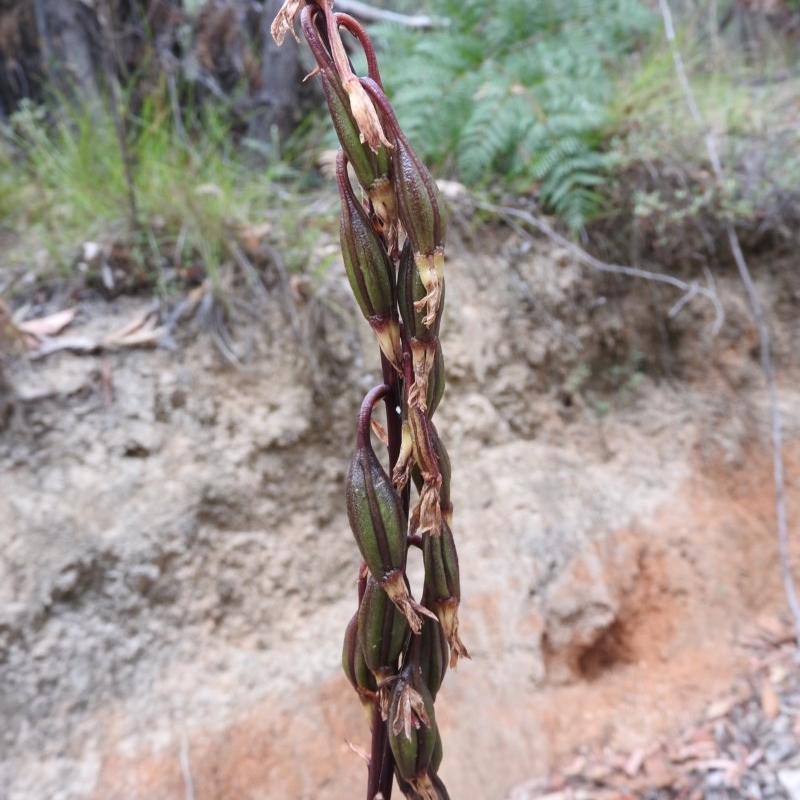 Dipodium sp.