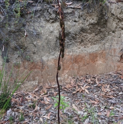 Dipodium sp.