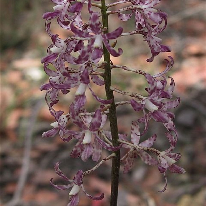 Dipodium variegatum