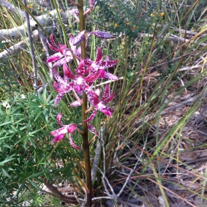 Dipodium variegatum