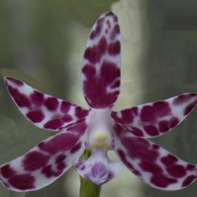 Dipodium variegatum