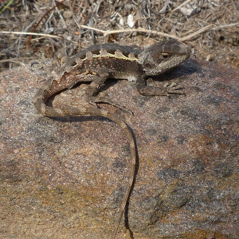 Diporiphora nobbi