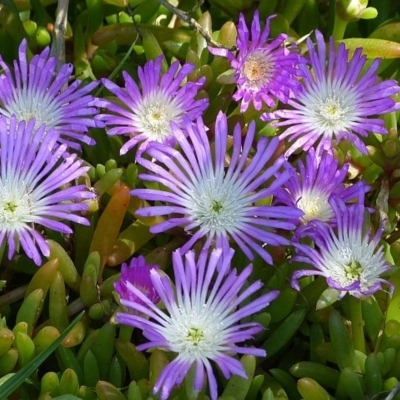 Disphyma crassifolium subsp. clavellatum