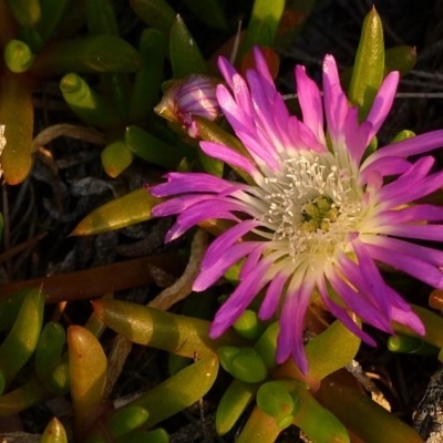 Disphyma crassifolium subsp. clavellatum