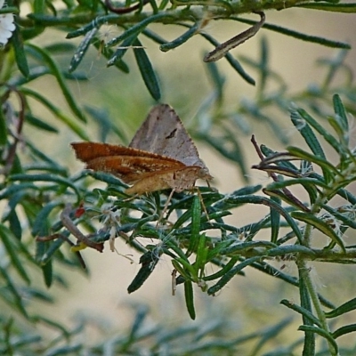 Dissomorphia australiaria