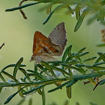 Dissomorphia australiaria