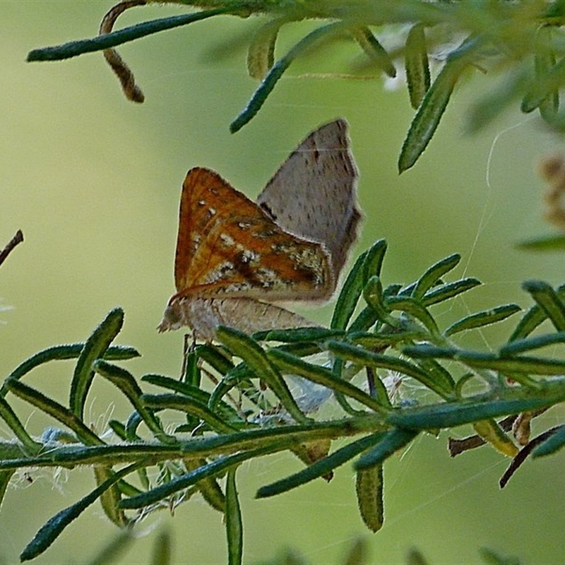 Male underside