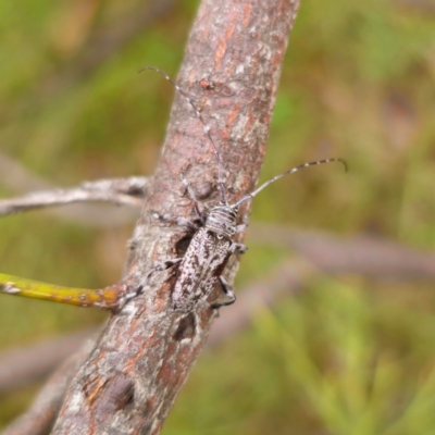 Disterna sp. (genus)