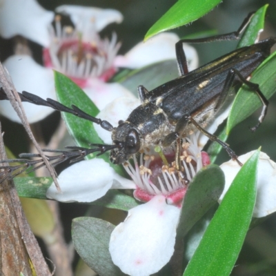 Distichocera fuliginosa