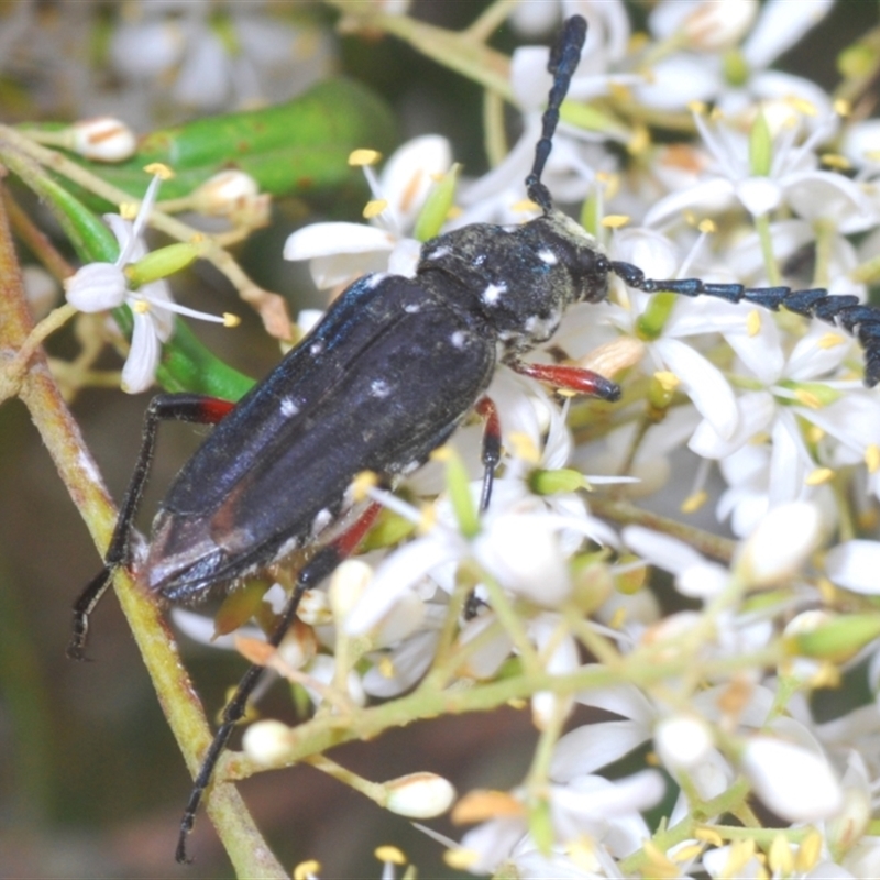 Distichocera thomsonella