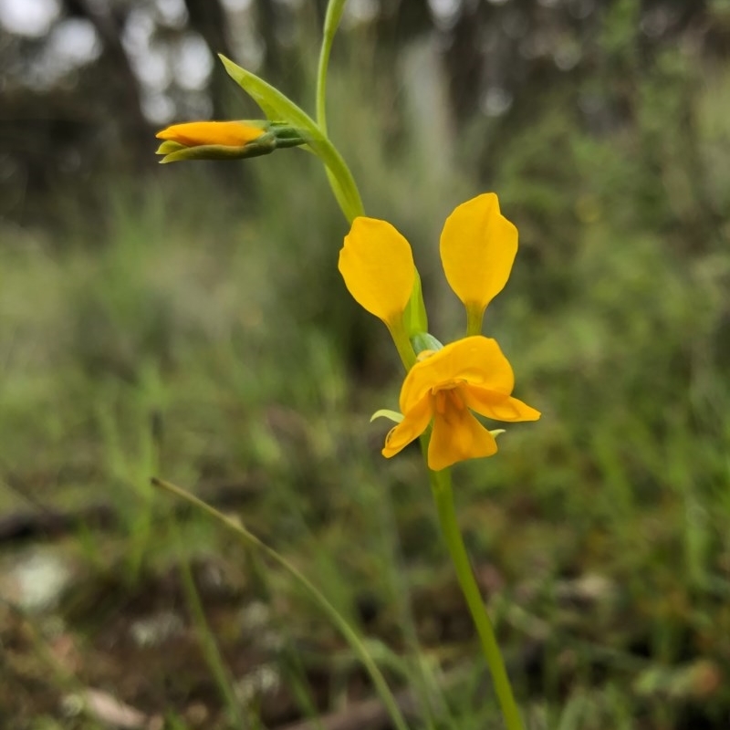 Diuris aequalis