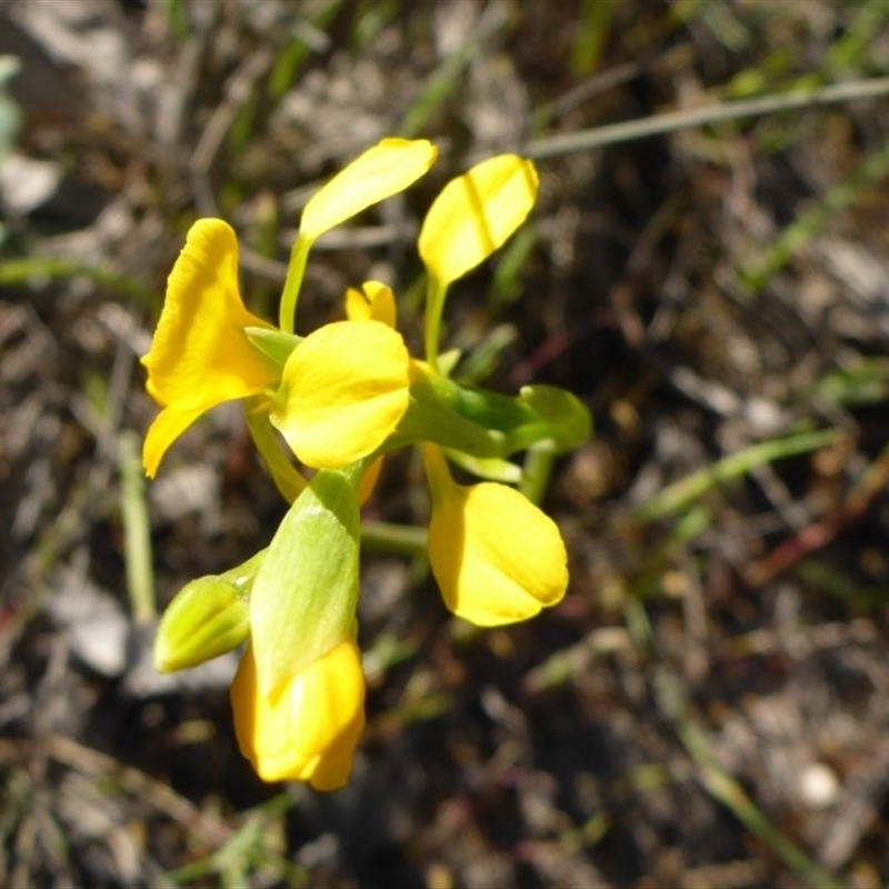 Diuris aequalis