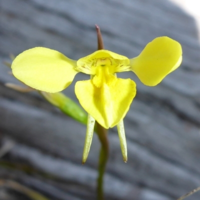 Diuris amabilis