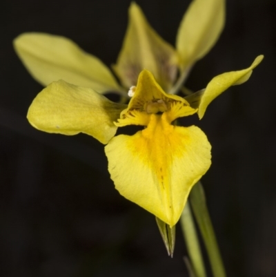 Diuris amabilis