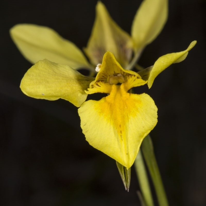 Diuris amabilis