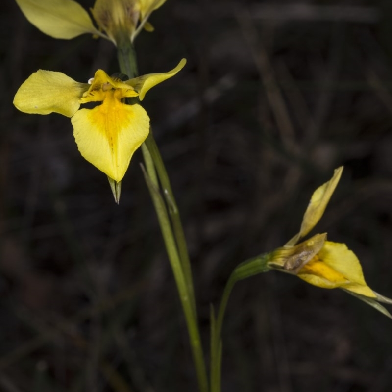 Diuris amabilis