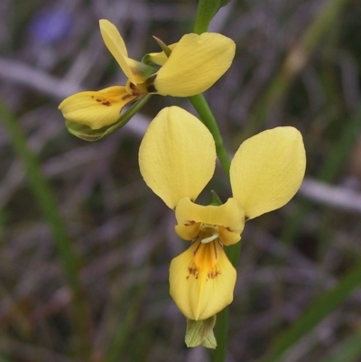 Diuris aurea