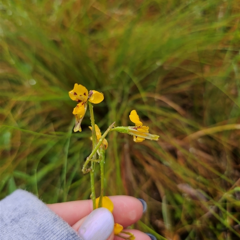 Diuris chrysantha